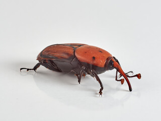 The Red Palm Weevil. Rhynchophorus ferrugineus 