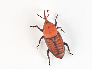 The Red Palm Weevil. Rhynchophorus ferrugineus 