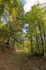 Obraz premium selva de irati en otoño navarra