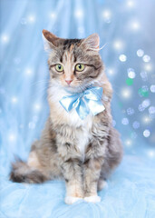 Portrait adorable Kitten large eyes.  Cat on a blue background with sparkling lights or stars. Beautiful  Kitten with a blue bow tie. Christmas card. Cat posing at camera. New Year holiday background