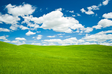 Obraz na płótnie Canvas Green crops growing across rolling hills with blue sky and white puffy clouds