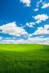 Rolling green hills of farm land with blue sky and puffy white clouds