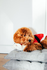A small ginger poodle dog in a Santa suit lies on a gray pillow on a sunny day. Christmas concept, front view
