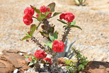 flowers in the garden