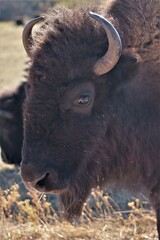 american bison in park national park