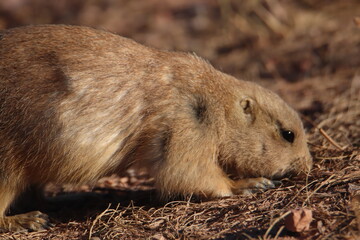 prairie dog eating