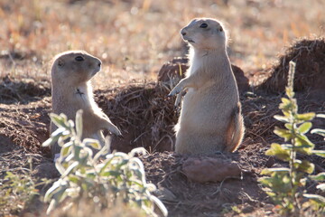 prairie dog on the rock
