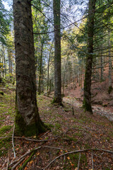 selva de irati en otoño navarra