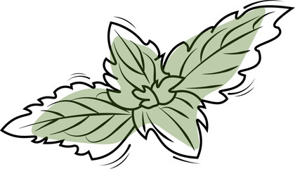 illustration of a mint leaf
