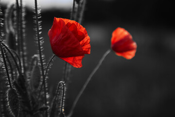 Fototapeta premium Red poppies flowers field for Remembrance day.