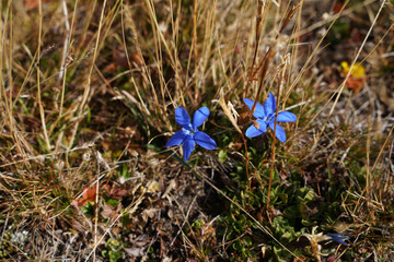 Blue gentian in a meadow
