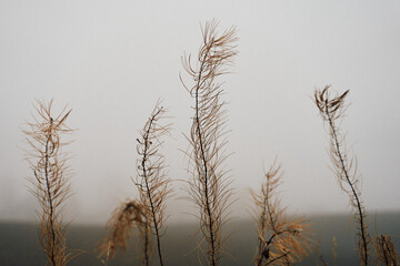 Chamaenerion angustifolium, willowherb or fireweed at autumn in the mist.