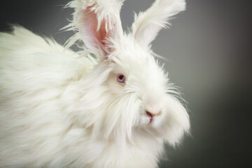 Fluffy white rabbit of the Angora breed, on a gray background, shooting in the studio.