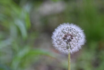 dandelion on green background