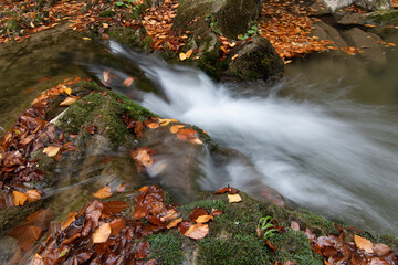 selva de irati en otoño navarra