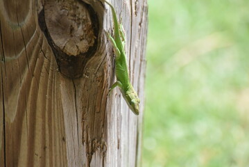 grass in a wooden spoon