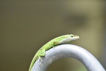 green lizard on a branch