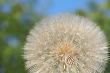 Fototapeta premium Silhouette head of Dandelion flower on a beautiful natural blurred background. Dandelion flower. Taraxacum Erythrospermum. Abstract nature background of Dandelion in spring. Seed macro close up.