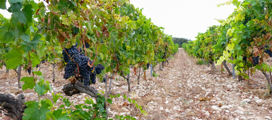 Vineyard on stony soil. A round pebble heated by the sun gives off heat to the vine. Domaine des...