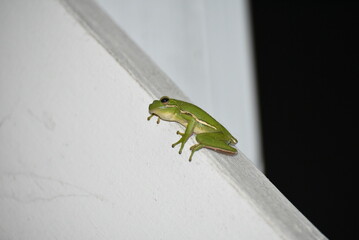 green tree frog