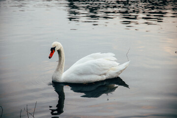 swan swimming gracefully in a lake or pound, dark color, summer time, nature