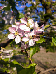 Close up of light pink white apple tree flowers in full bloom in a garden in a sunny spring day, floral background