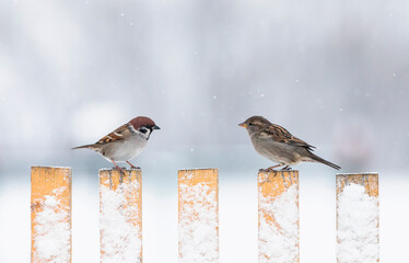 two funny little bird sparrows are sitting on a wooden fence opposite each other in winter in the village garden under the falling snow