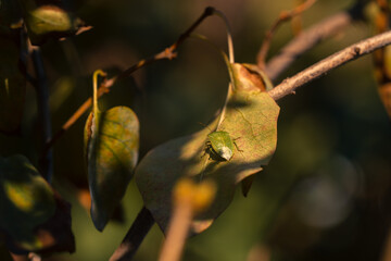 Green bug on a leaf