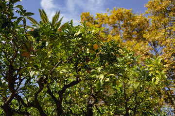 Citrus lemon trees in the city garden of Valencia, Spain. Travel summer tourism holiday vacation background.