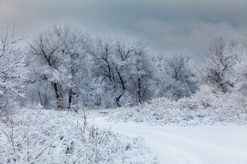 Picturesque snow trees in a winter atmosphere after the recent heavy snowfall.