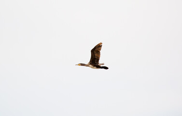 Great cormorant flying isolated on white background. Waterfowl close-up. Phalacrocorax carbo.