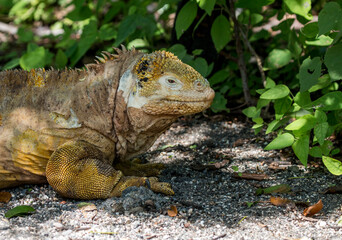 land iguana at Urbina Bay, Galapagos