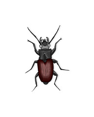 Beetle on a white background with a shadow behind. Cartoon style vector illustration.