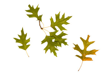 Isolated oak tree leaves at the beginning of fall