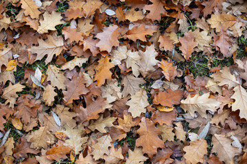dry oak leaves in frost lie on the ground in autumn.
