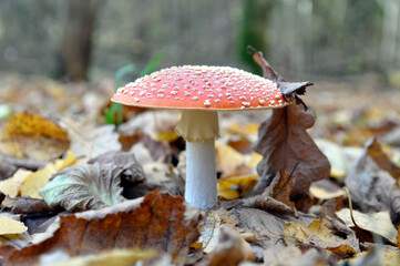 Fly agaric, poisonous red mushroom in yellow-orange fallen leaves in the autumn forest.