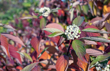 Fruits and leaves of Canadian dogwood or cornelian cherry.