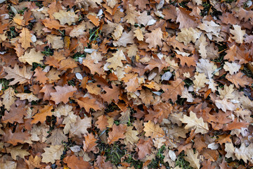 dry oak leaves in frost lie on the ground in autumn.