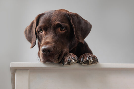 Chocolate Labrador Retriever Dog Looks Down From Above. Funny Cute Dog Posing. A Pet Plays And Rests At Home. Dog Food And Clothing. Thoroughbred And Intelligent Dog, Pet Training