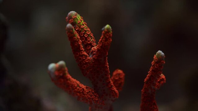 Beautiful Macro Shot of Branching red SPS Monitpora coral of the reef, Forest Fire digitata