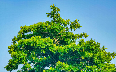 Obraz premium Caribbean beach fir palm trees in jungle forest nature Mexico.