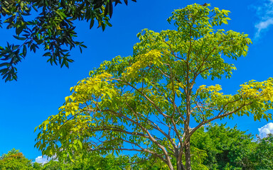 Obraz premium Caribbean beach fir palm trees in jungle forest nature Mexico.