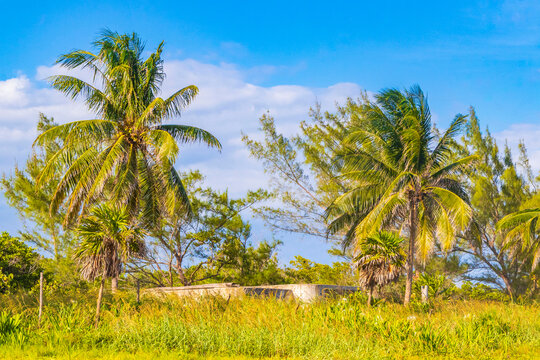 Caribbean beach fir palm trees in jungle forest nature Mexico. © arkadijschell