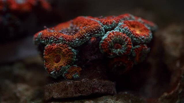 Beautiful Macro Shot of an Acan or Acanthastrea echinata Coral, Ocean Reef Animal