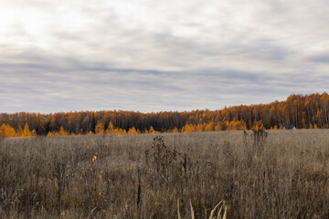 autumn panorama of a field with frosts with a forest on the horizon.