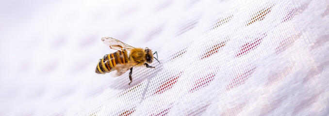 A bee on a man's clothes close-up. A bite of an insect. The bee crawls on the fabric.