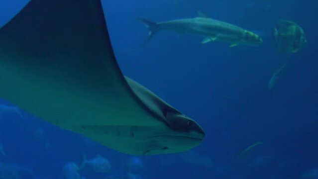 Slowmotion of underwater view of hovering giant oceanic manta ray flying over the sea floor. Mobula birostris floating on water among other fish. Watching undersea fishes and marine animals