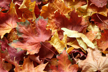 Autumn background - colorful maple leaves. Top down view
