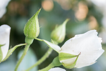 White roses