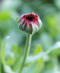 marigold flower bud..